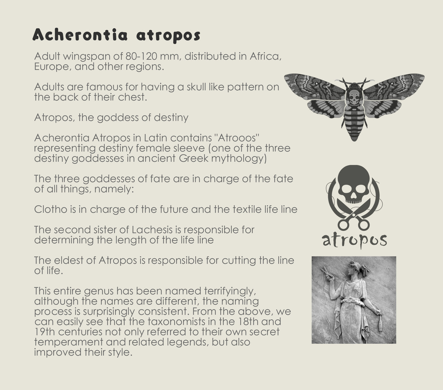 Sweater "Lepidoptera" Series Ⅱ