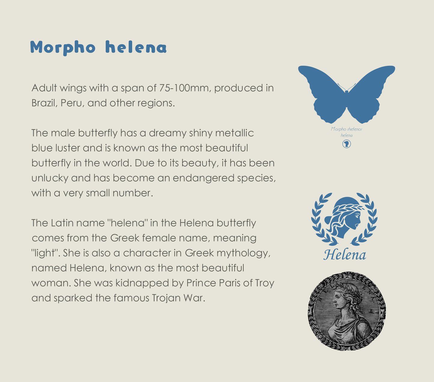 Sweater "Lepidoptera" Series Ⅰ