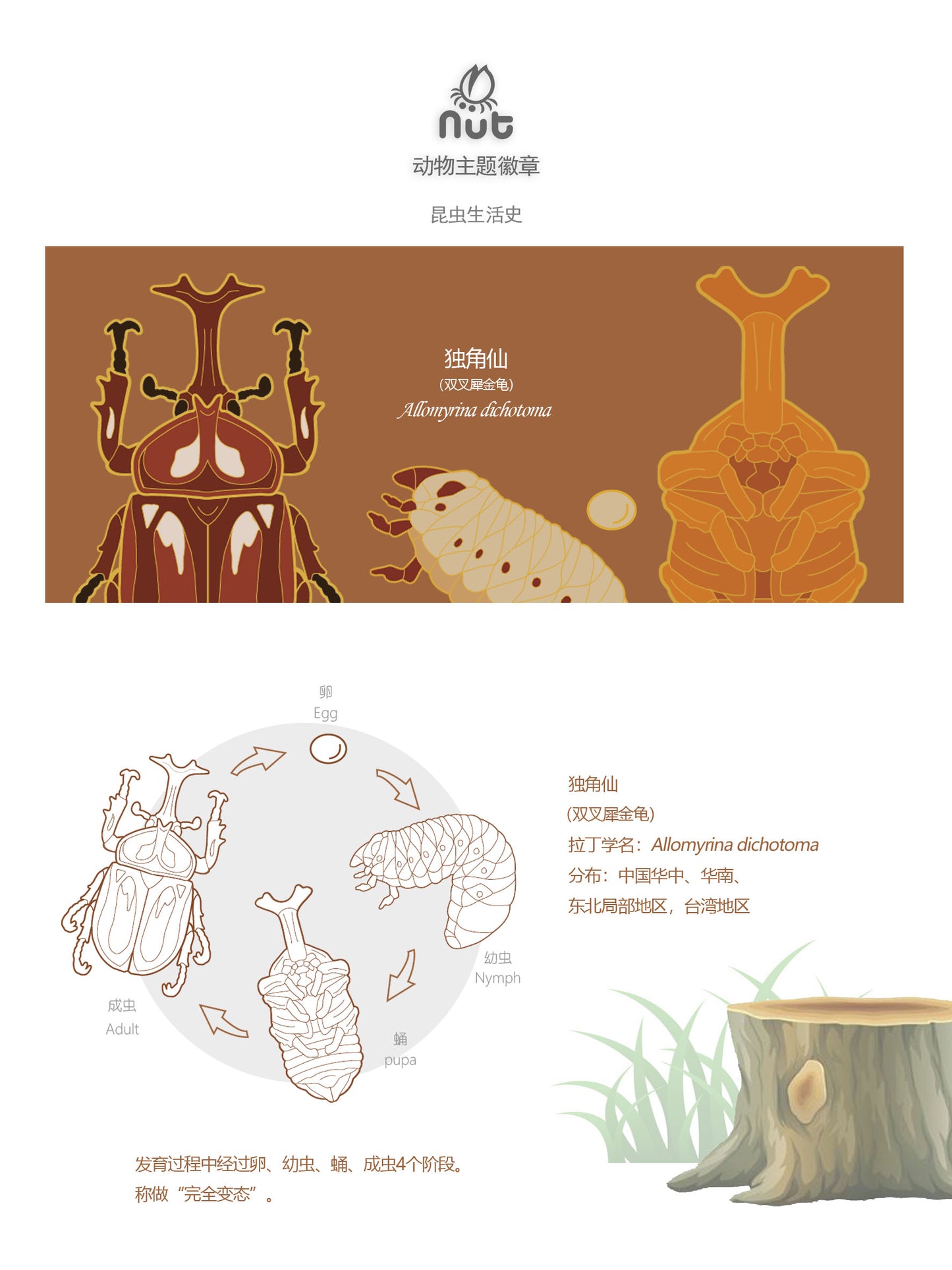 Insect Badge Allomyrina dichotoma “rhinoceros beetles”