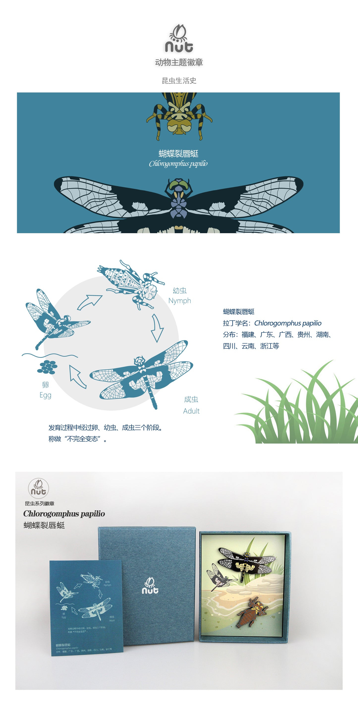 Insect Badge Chlorogomphus papilio