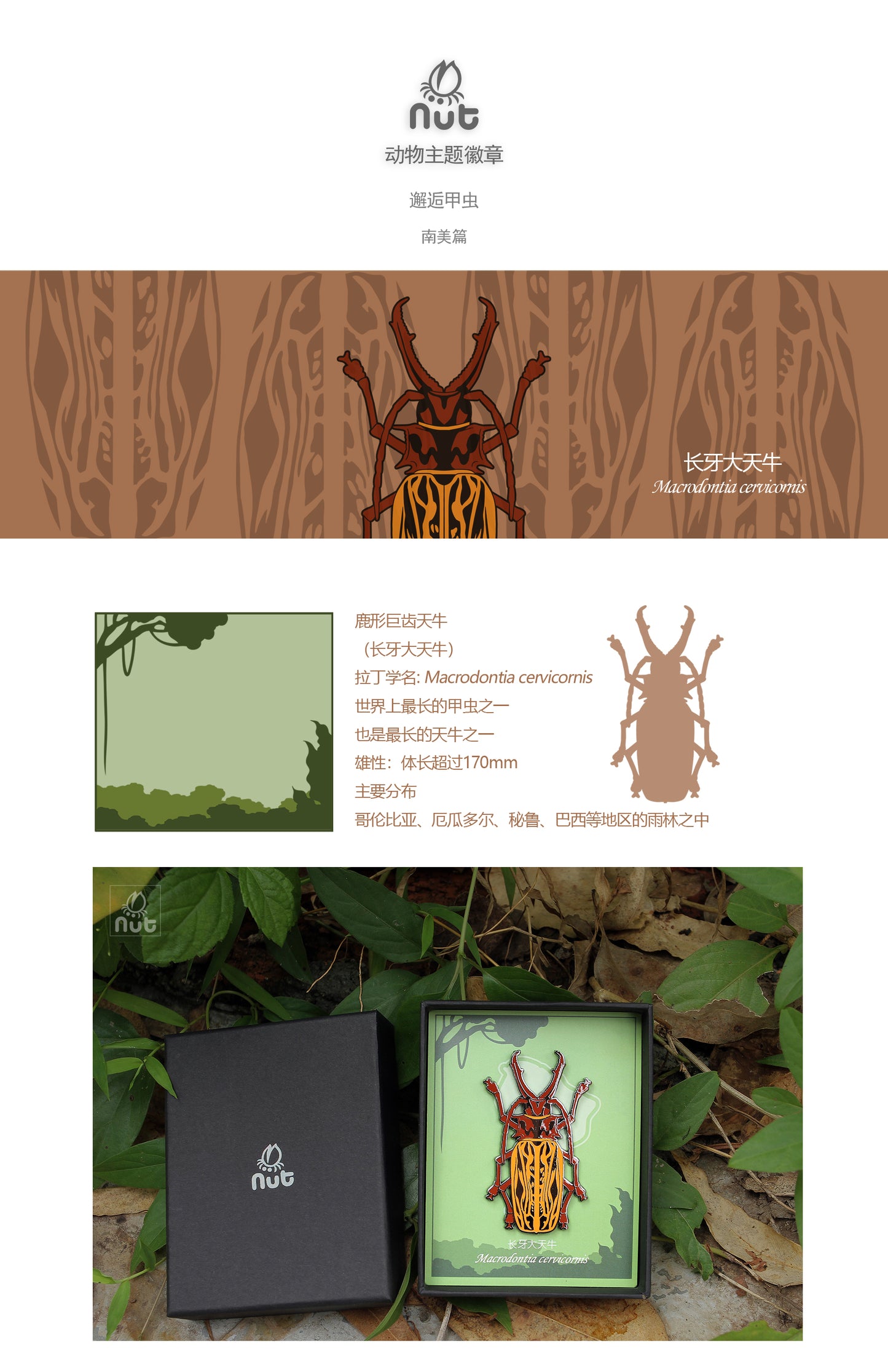 Insect Badge Macrodontia cervicornis “Long-toothed Longhorn”