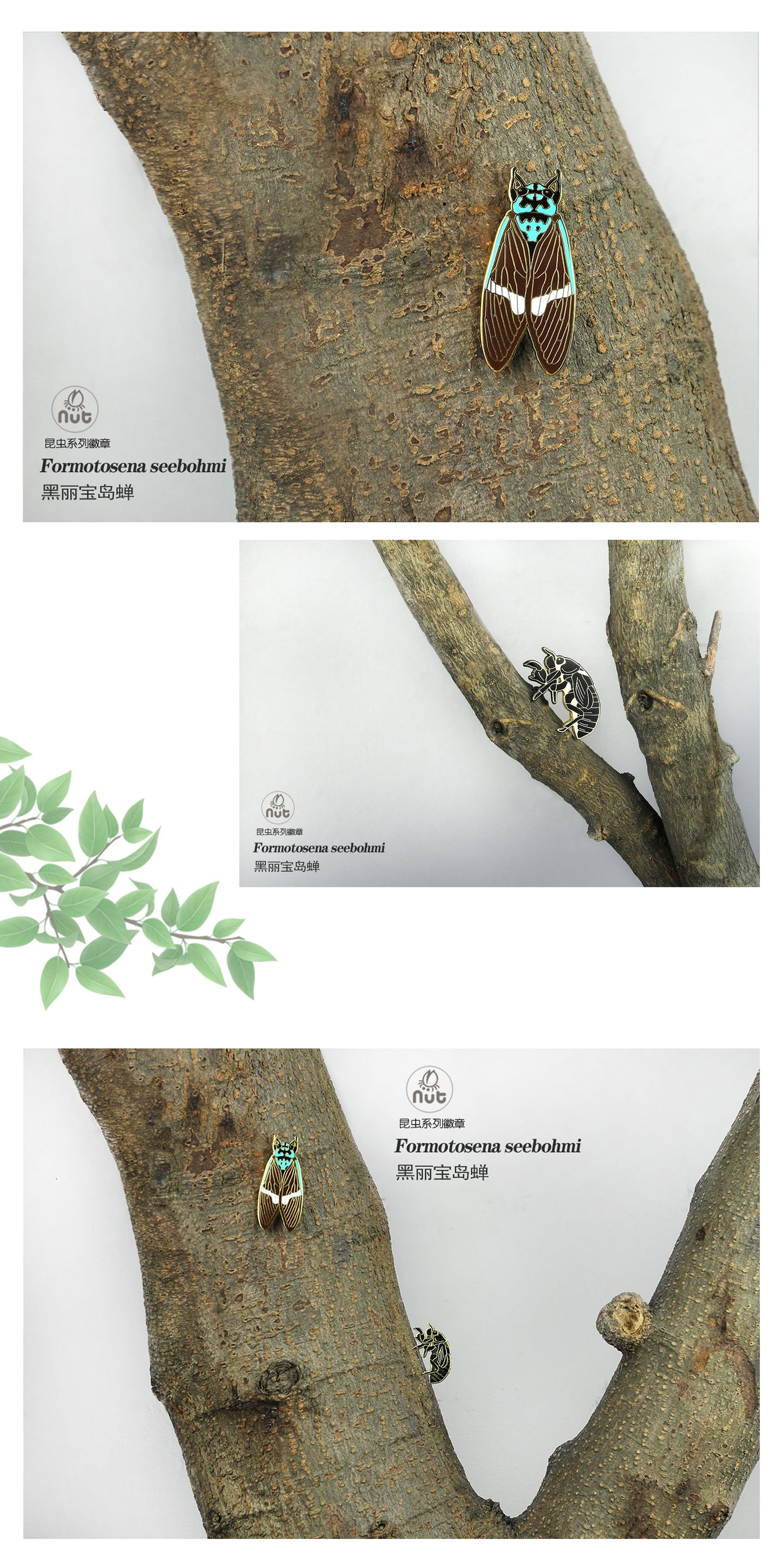 Insect Badge Formotosena seebohmi