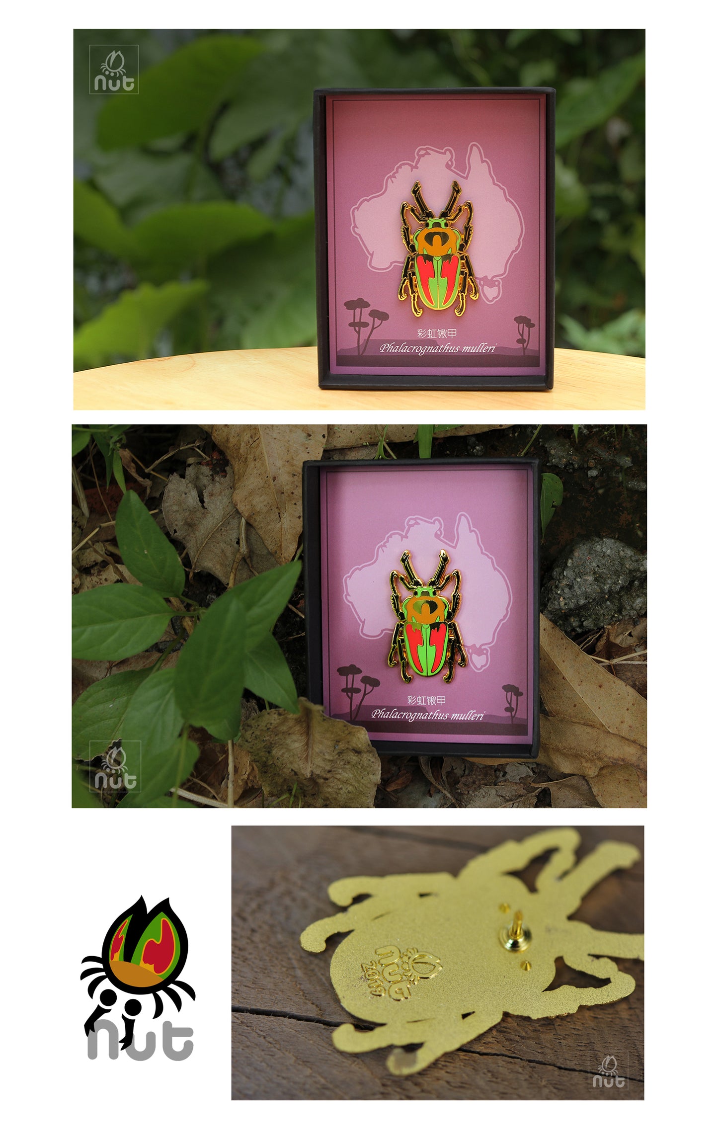 Insect Badge Phalacrognathus mulleri “Rainbow beetle”