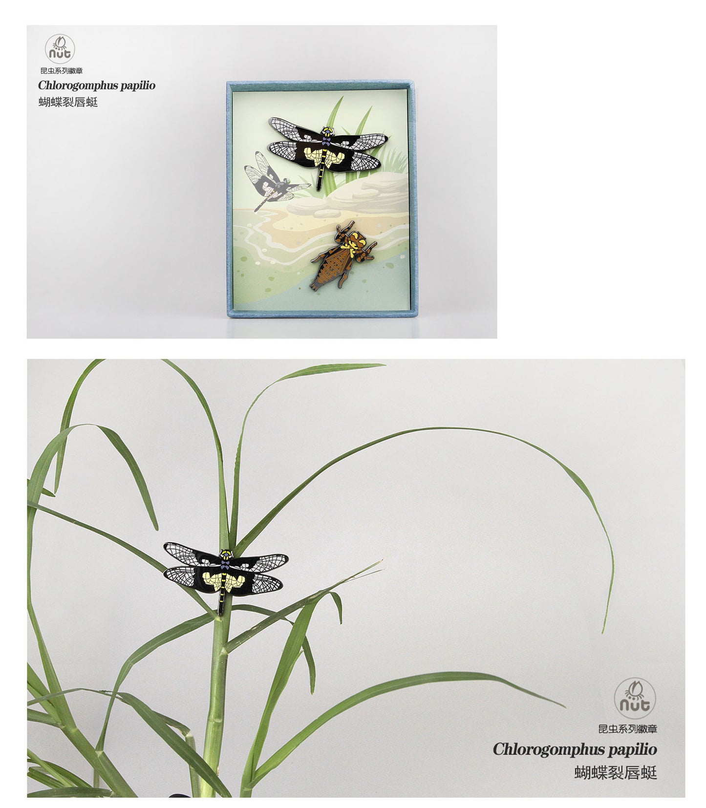 Insect Badge Chlorogomphus papilio