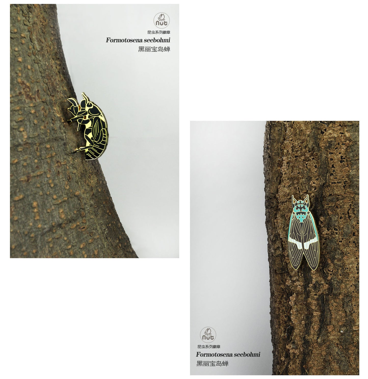 Insect Badge Formotosena seebohmi