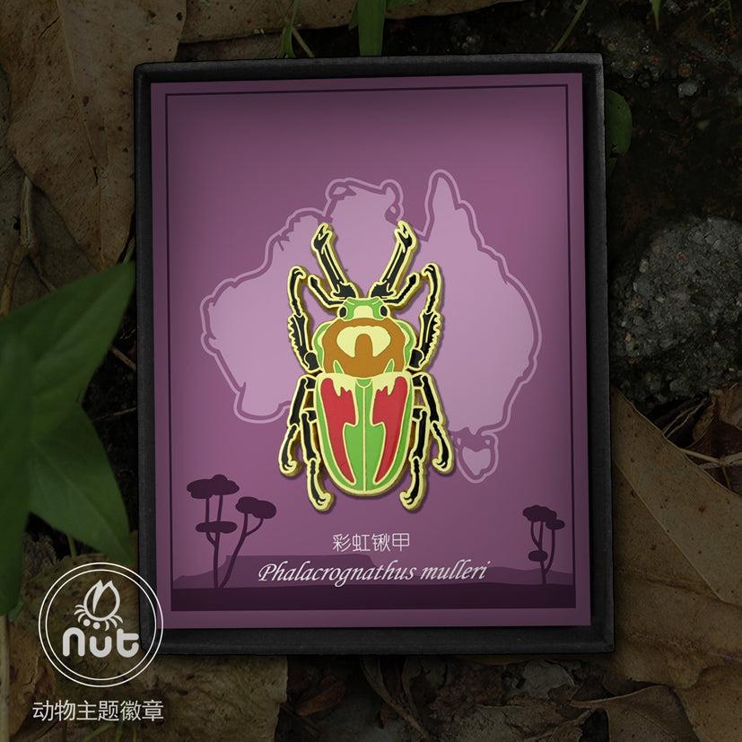 Insect Badge Phalacrognathus mulleri “Rainbow beetle”