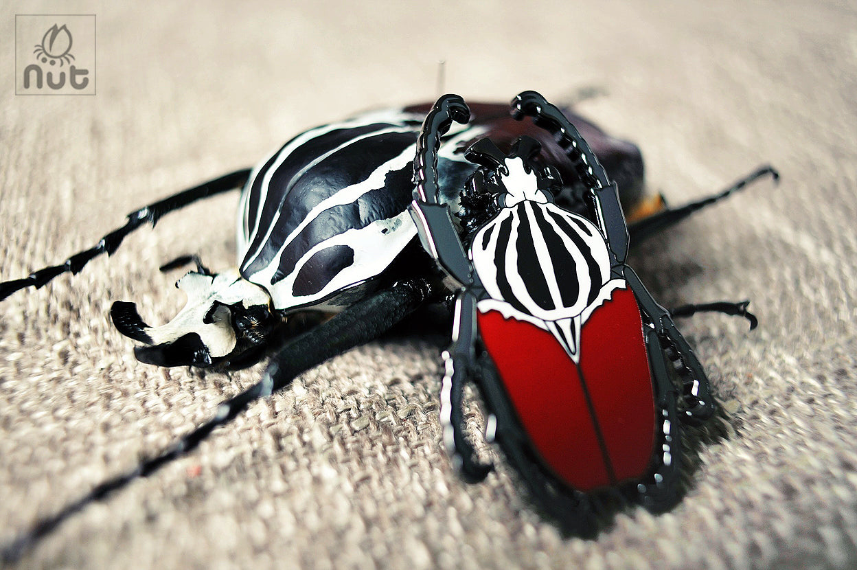 Insect Badge Goliathus goliatus