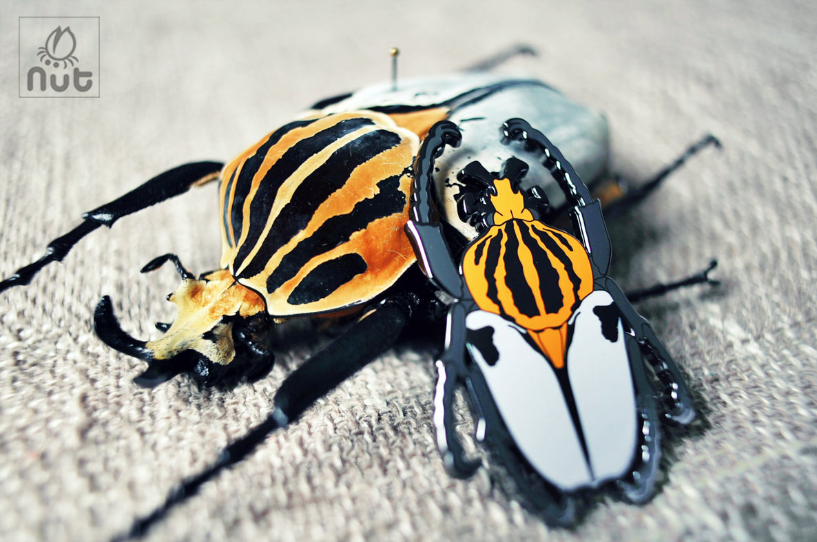 Insect Badge Goliathus goliatus