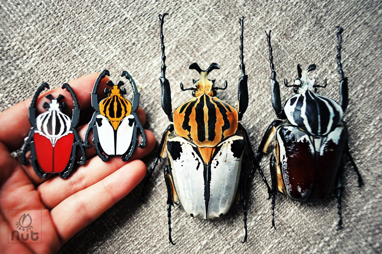 Insect Badge Goliathus goliatus