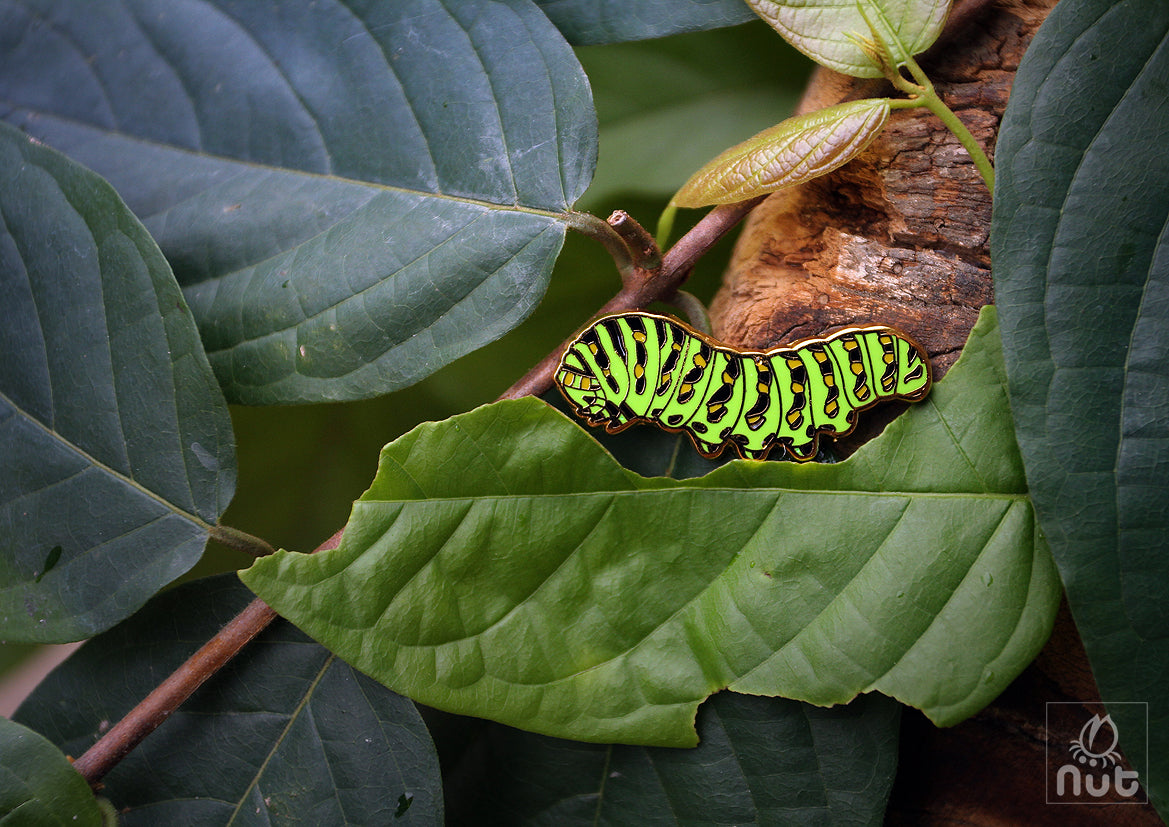 Insect Badge Papilio machaon “Golden butterfly”