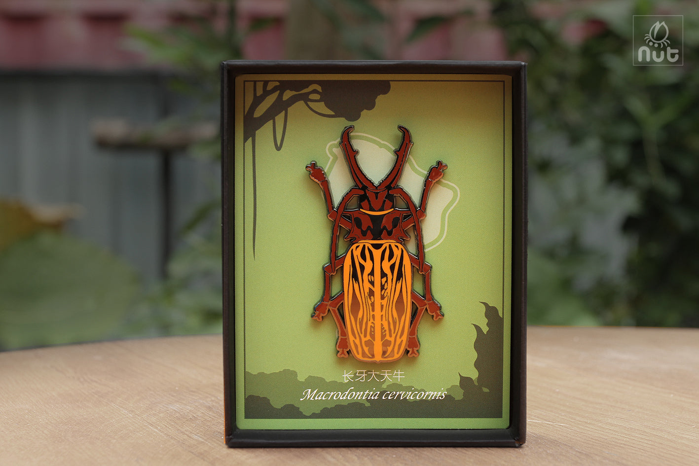 Insect Badge Macrodontia cervicornis “Long-toothed Longhorn”
