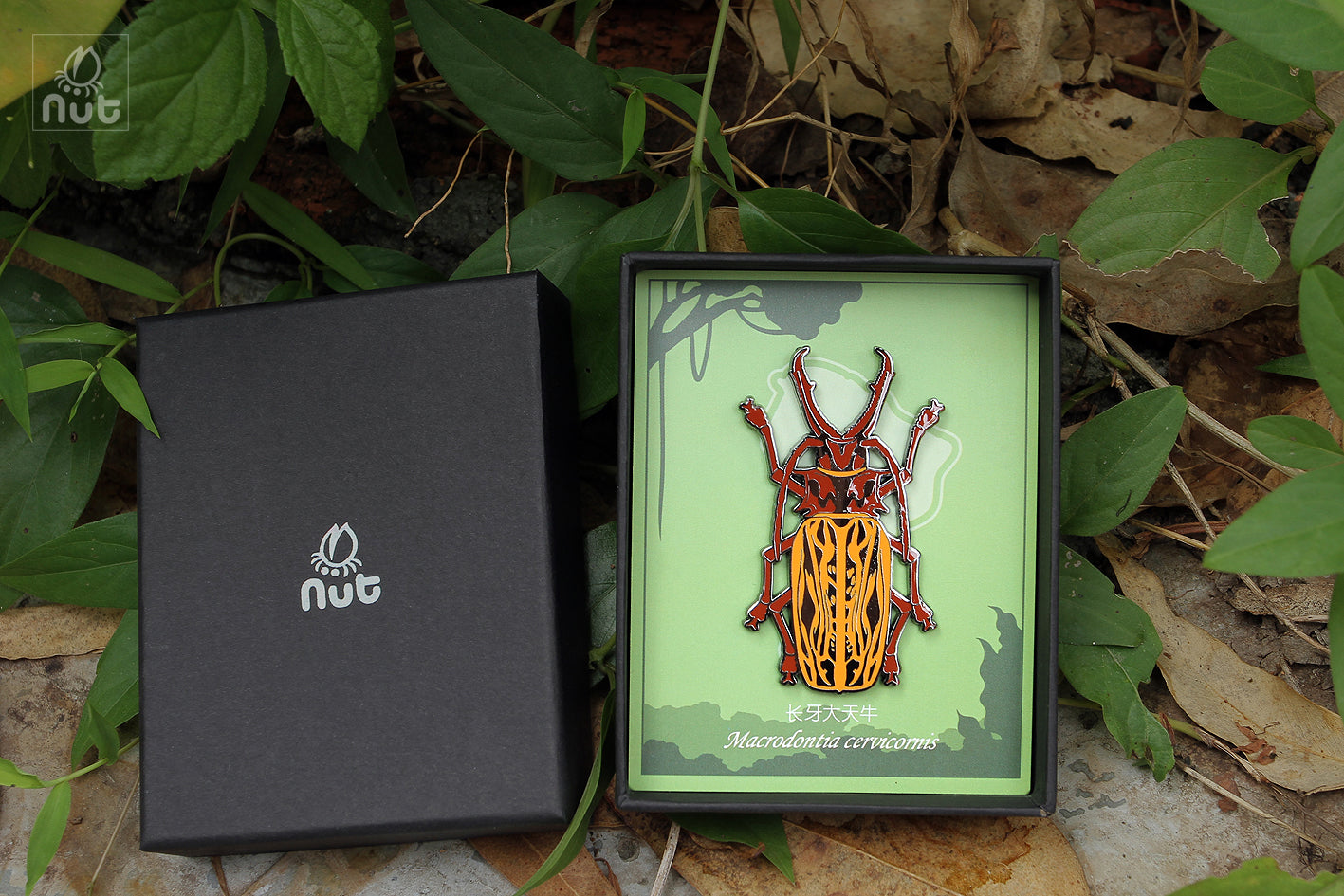 Insect Badge Macrodontia cervicornis “Long-toothed Longhorn”