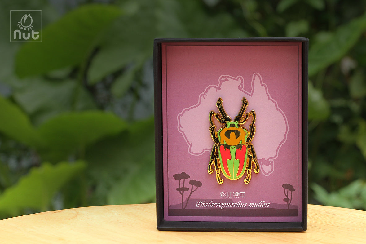 Insect Badge Phalacrognathus mulleri “Rainbow beetle”