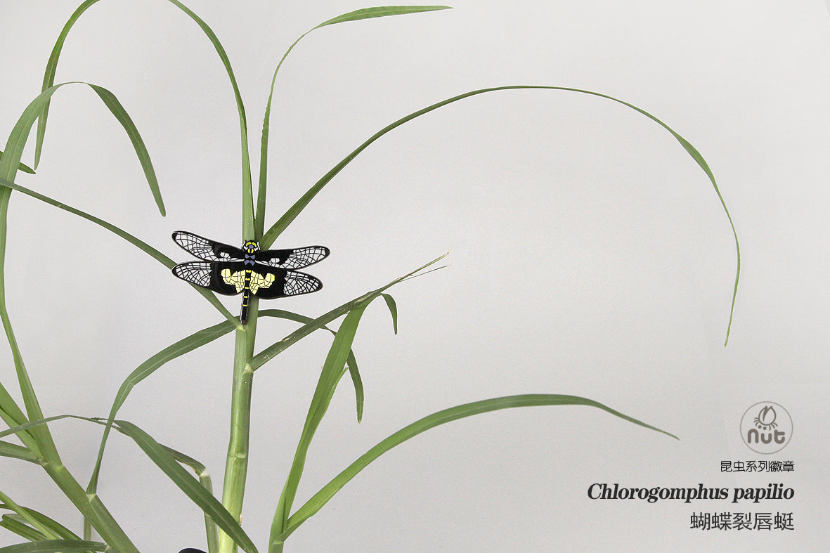 Insect Badge Chlorogomphus papilio