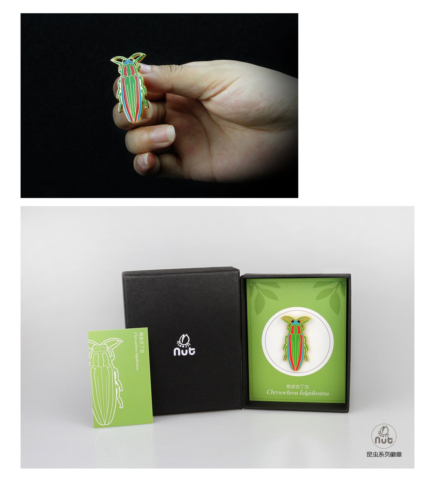 Insect Badge “Chinese Beetle Series Ⅱ”