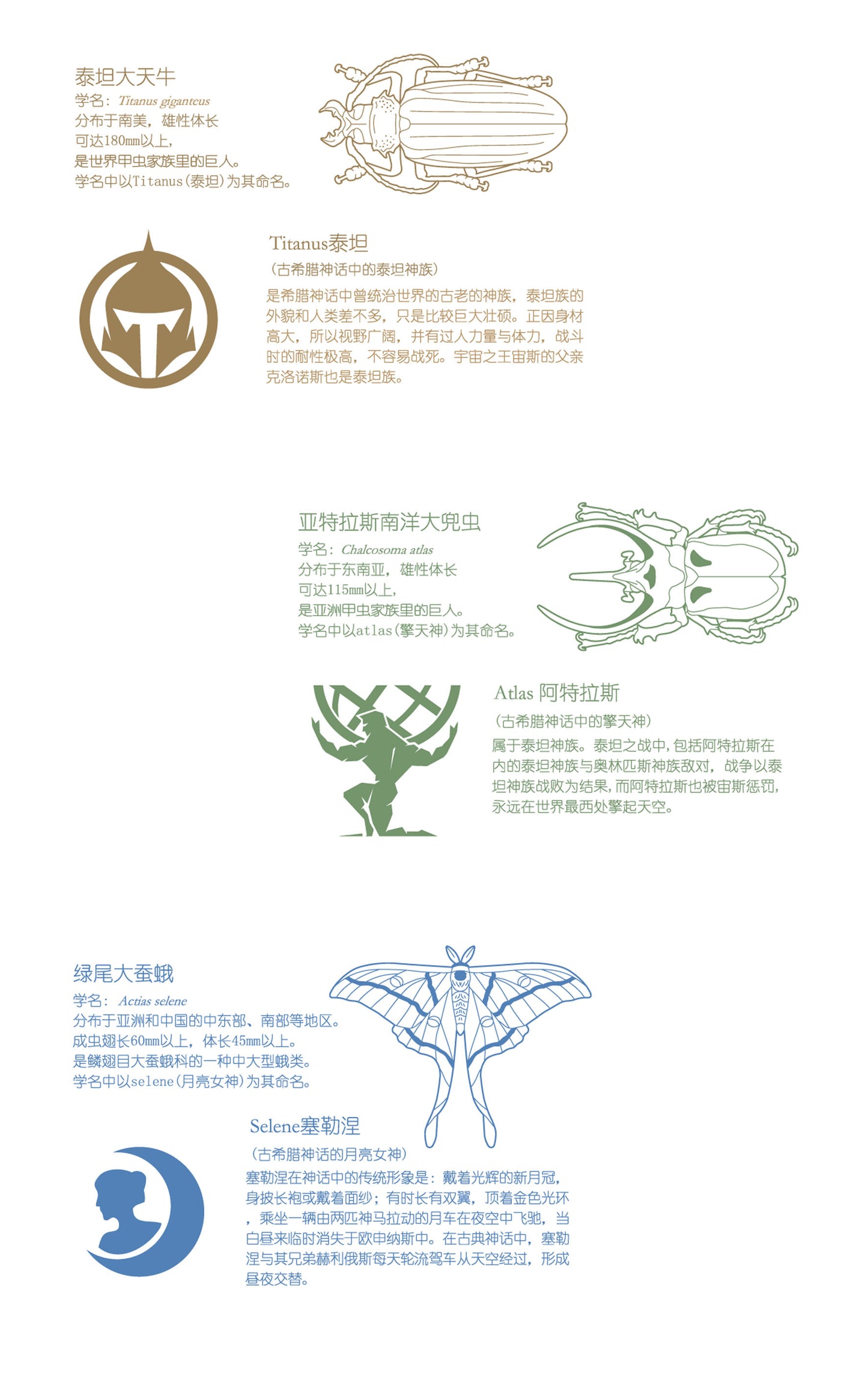 Insect Badge  “The gods come down Ⅱ” Actias selene