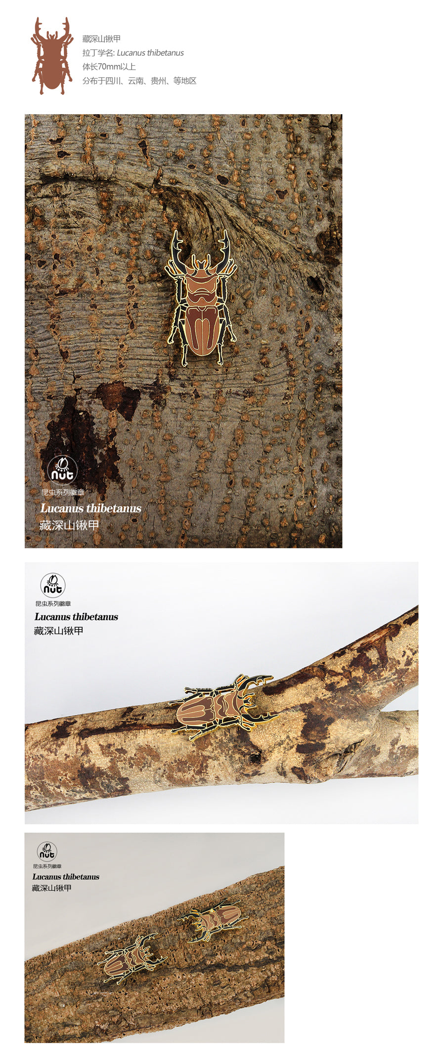 Insect Badge “Chinese Beetle Series Ⅱ”