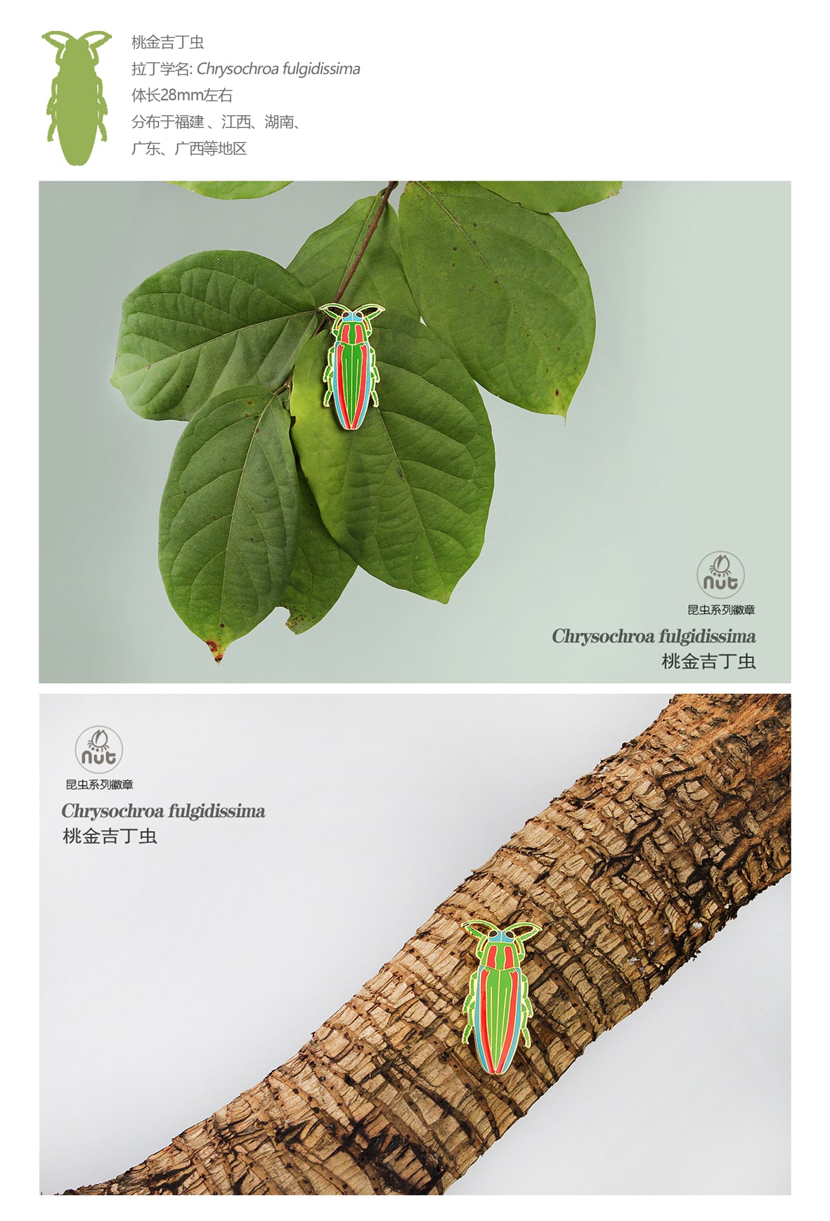 Insect Badge “Chinese Beetle Series Ⅱ”