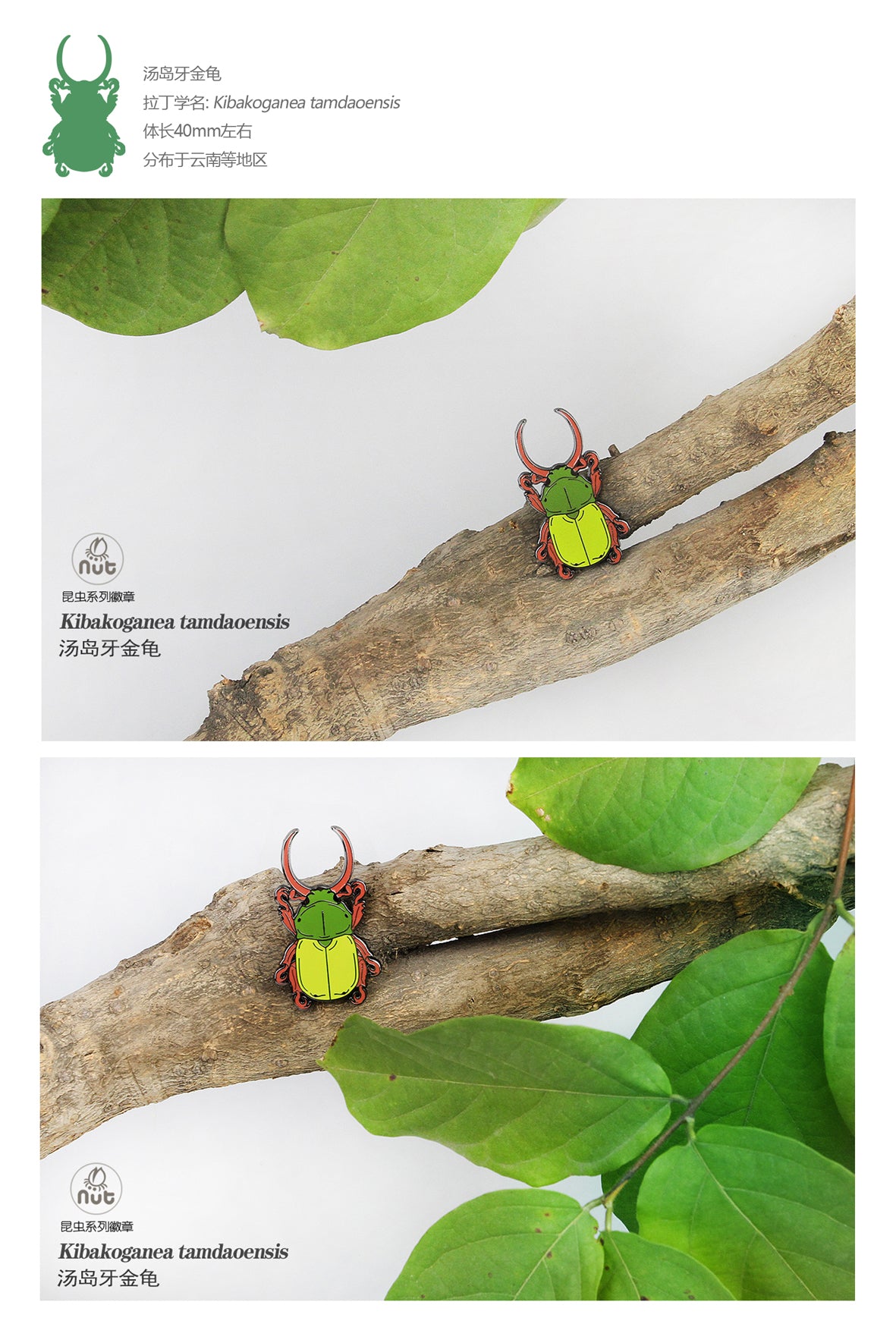 Insect Badge “Chinese Beetle Series Ⅱ”