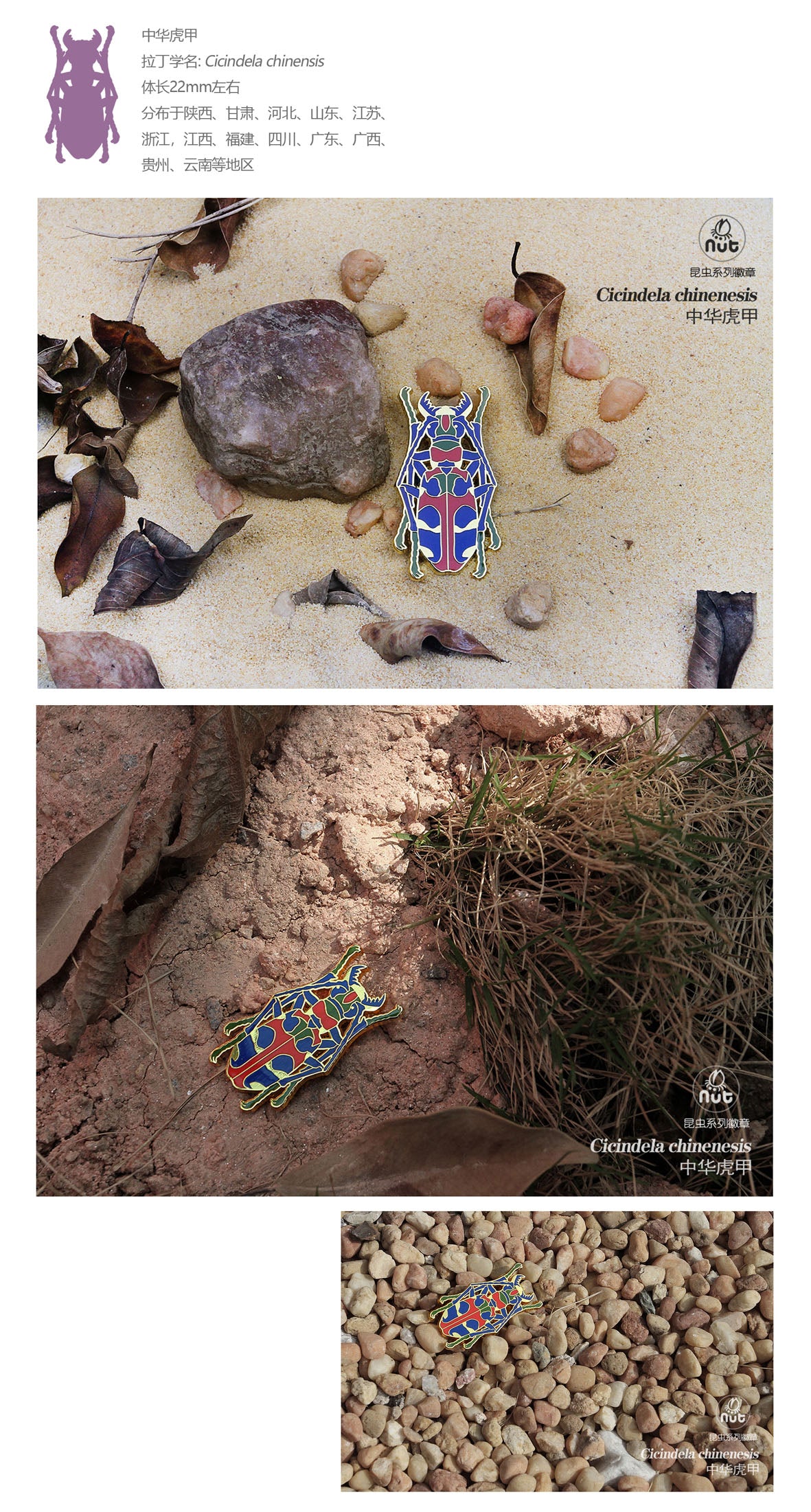 Insect Badge “Chinese Beetle Series Ⅱ”