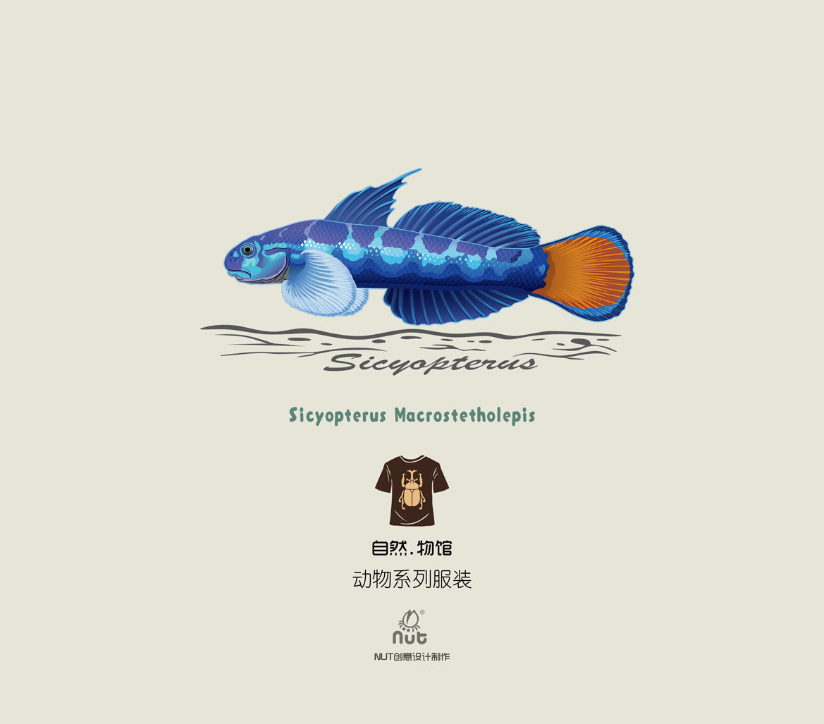 T-shirt Sicyopterus Macrostetholepis
