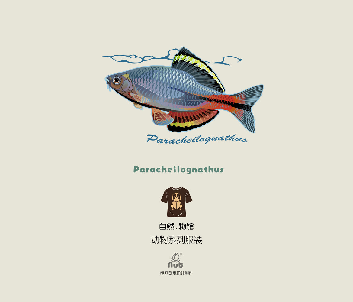 T-shirt Paracheilognathus 