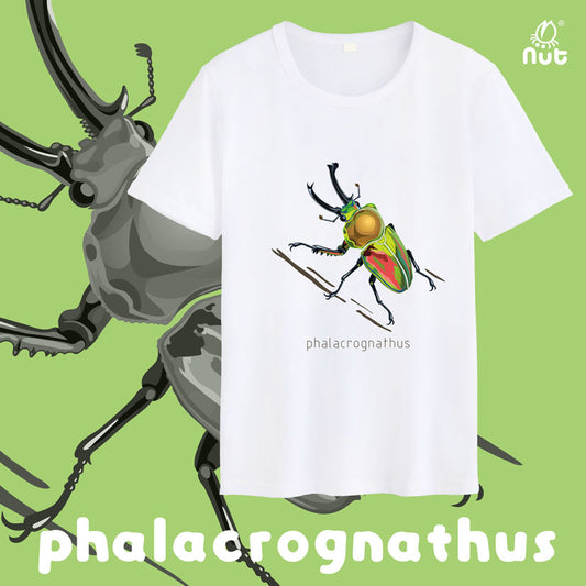 T-shirt Phalacrognathus mulleri “Rainbow beetle”
