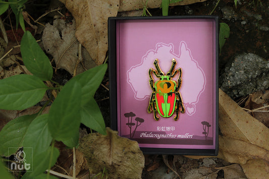 Insect Badge Phalacrognathus mulleri “Rainbow beetle”