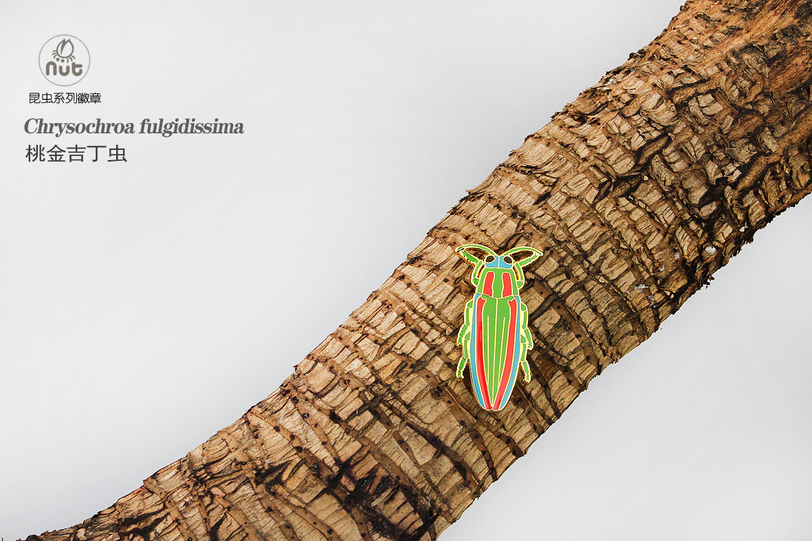 Insect Badge “Chinese Beetle Series Ⅱ”