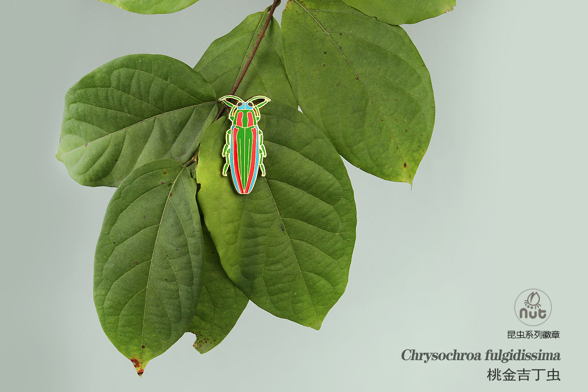 Insect Badge “Chinese Beetle Series Ⅱ”