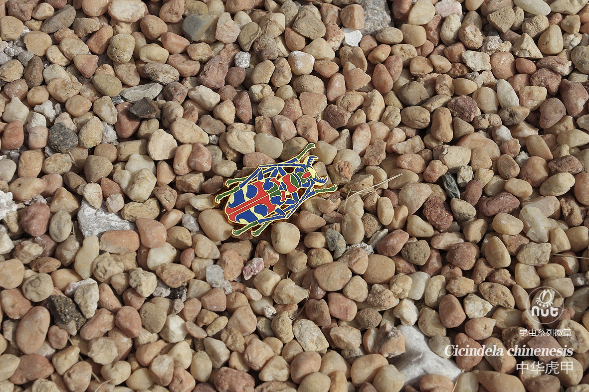 Insect Badge “Chinese Beetle Series Ⅱ”